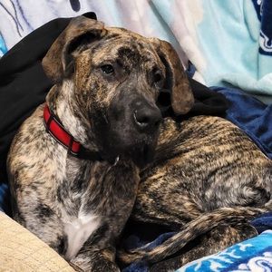 Meet your Posher, Steven